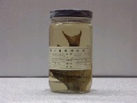 藏品(條紋豆娘魚)的圖片